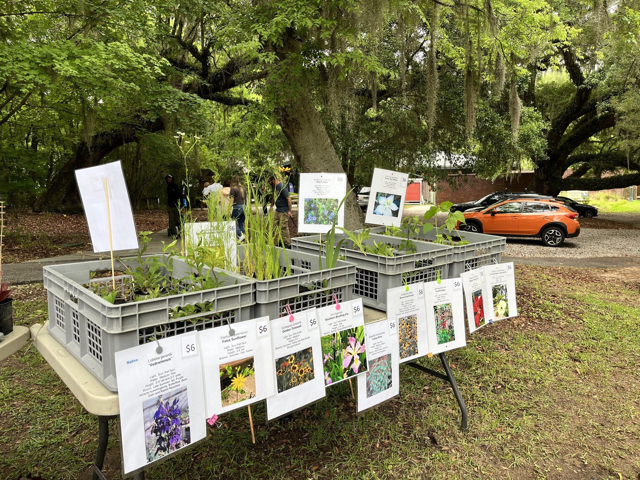 Native Plant Festival
