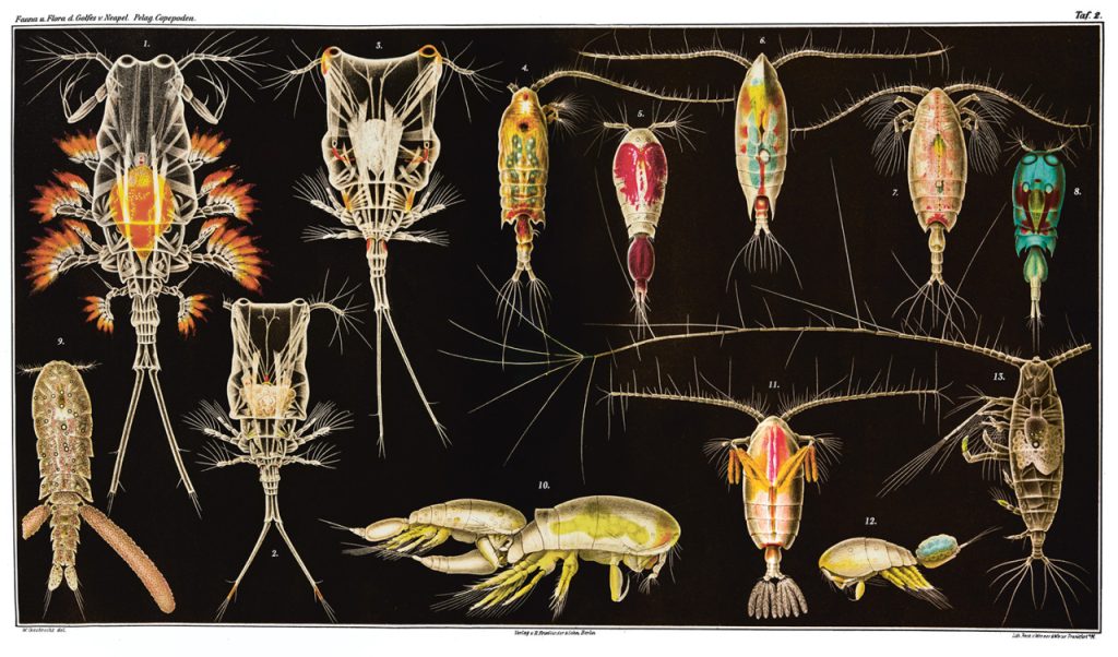 Homeschool Day – Plankton